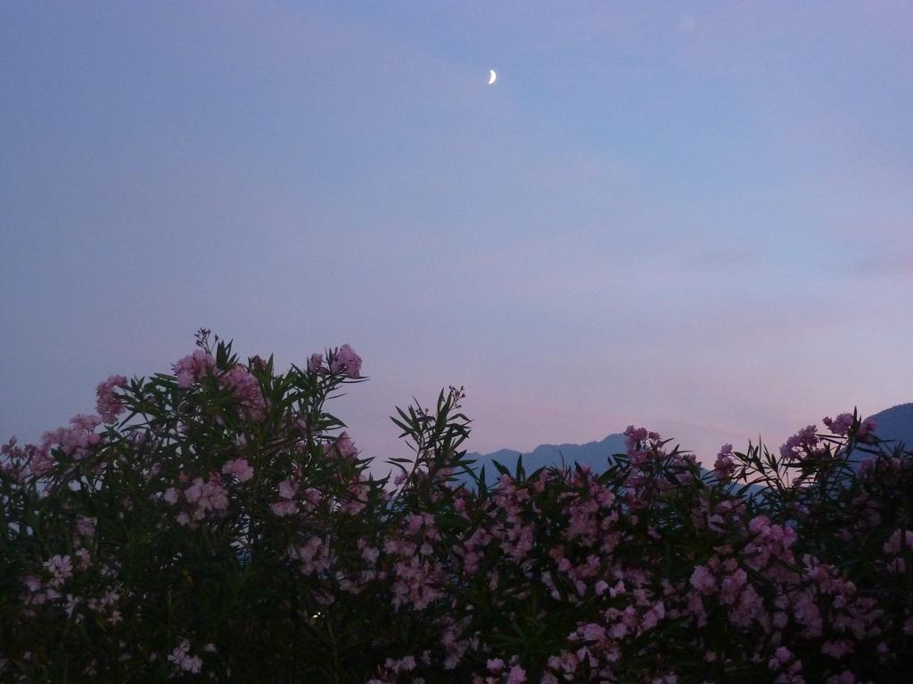 Al Rustico Hotel Torbole Sul Garda Exterior foto